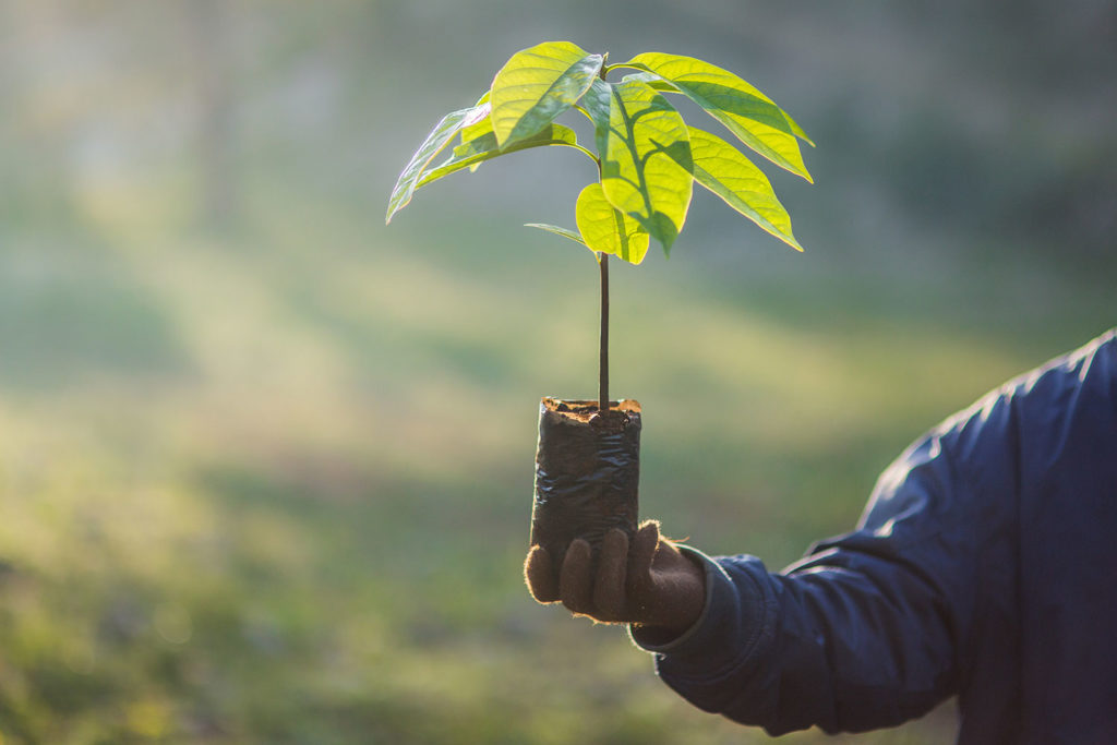 A Haitian farmer holds up one of the many trees that will be planted on his hillside farm.