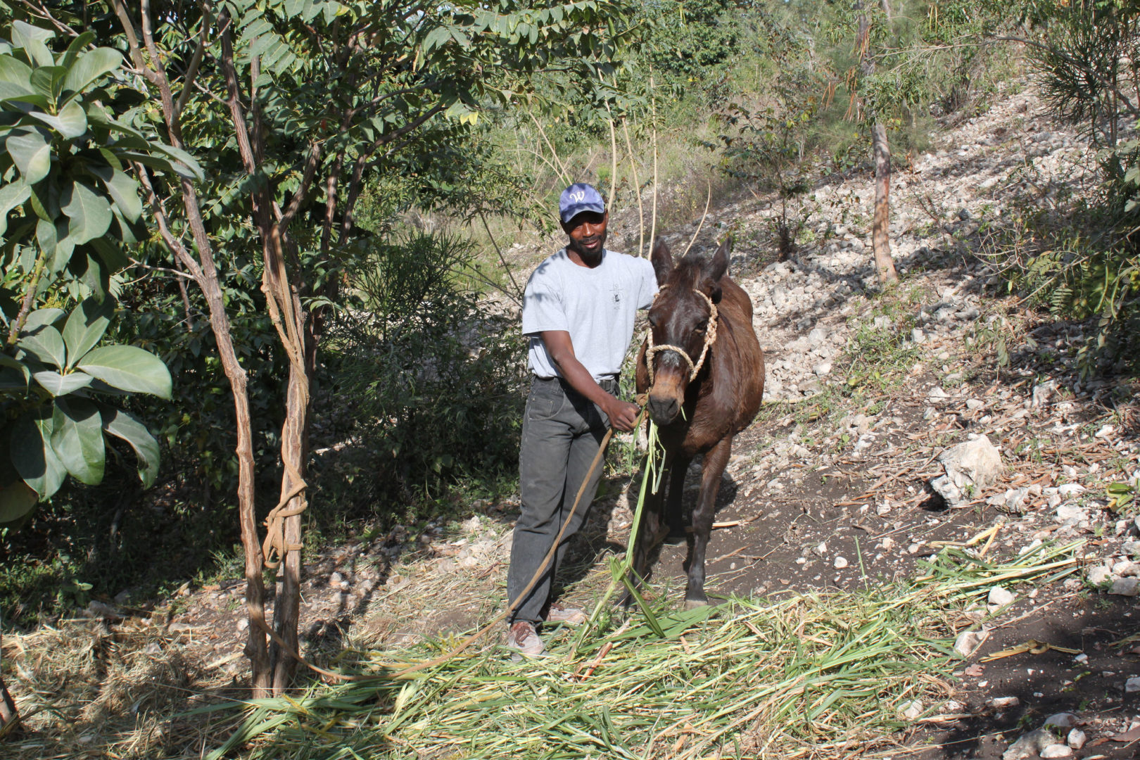 A participant farms a steep hillside in Haiti