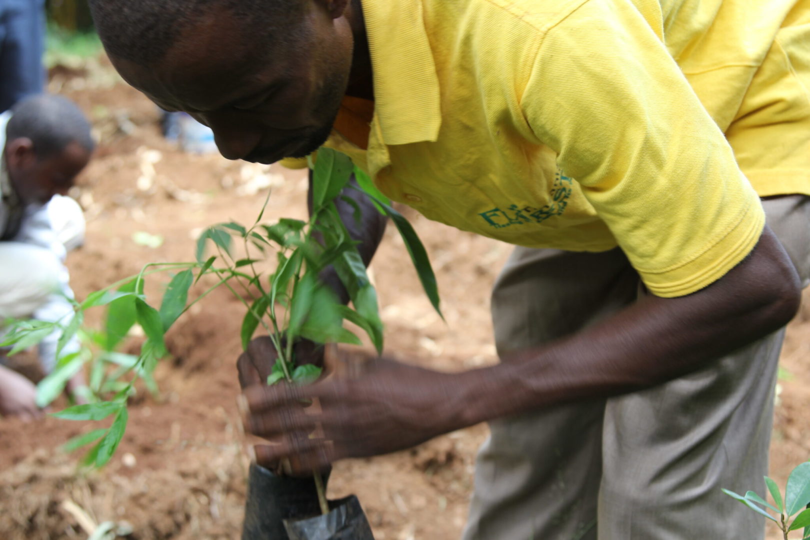 A community member in Tanzania plants a tree