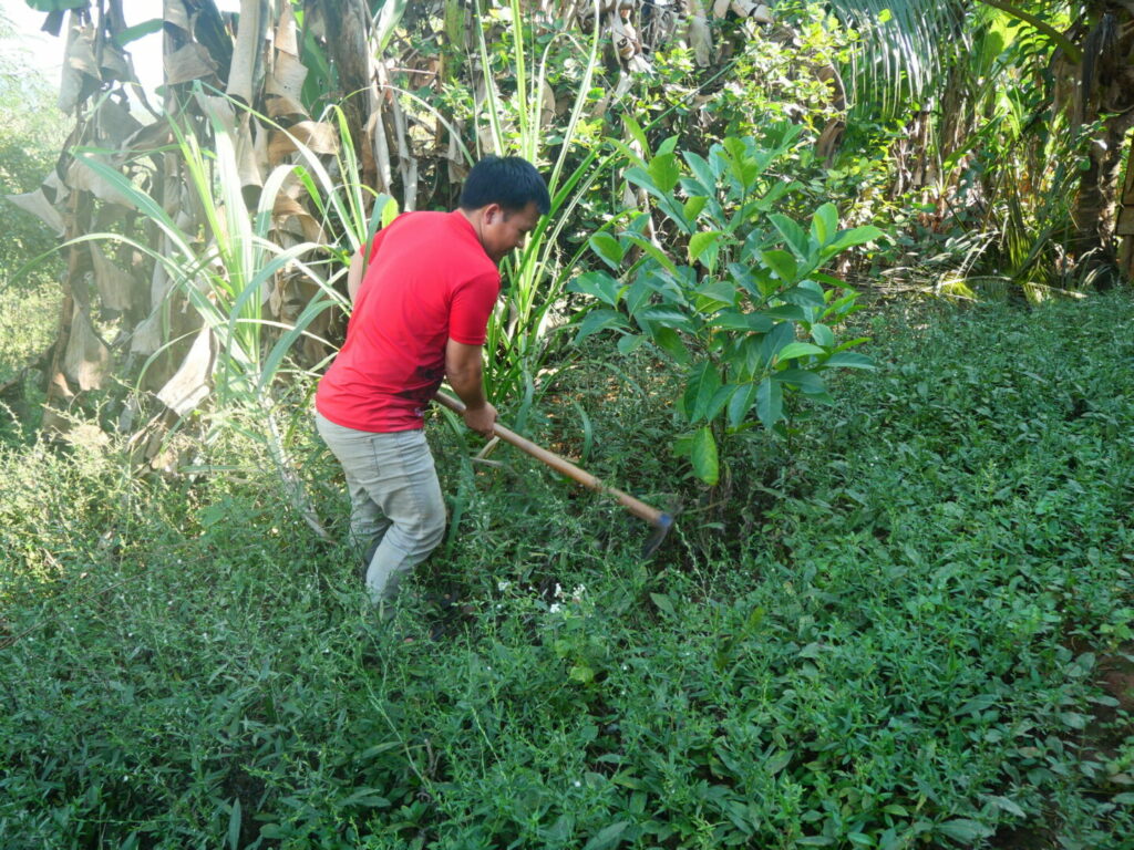 agroforestry in Thailand