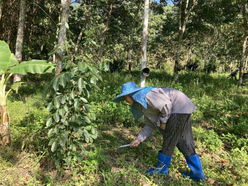 agroforestry in Thailand