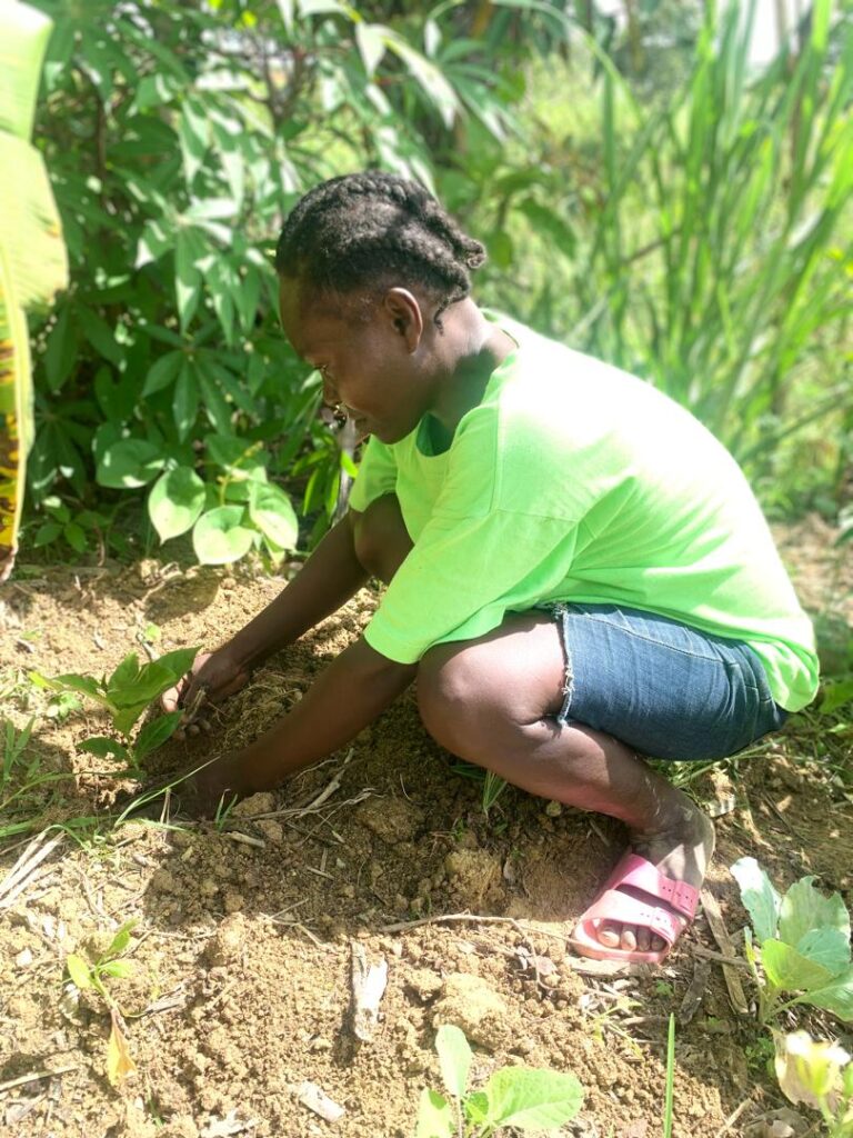 planting trees as part of the regenerative farming process