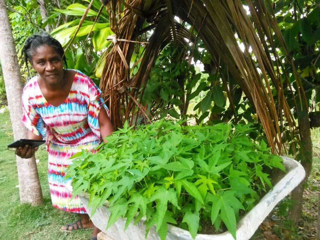 forest farming begins with saplings