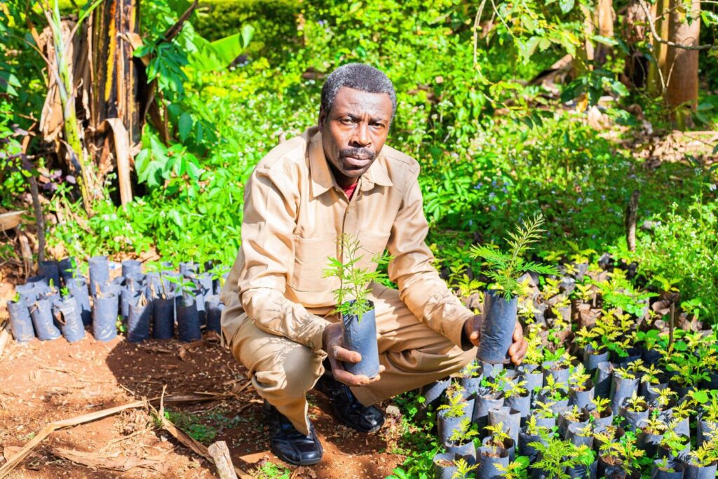 forest farming is known as agroforestry