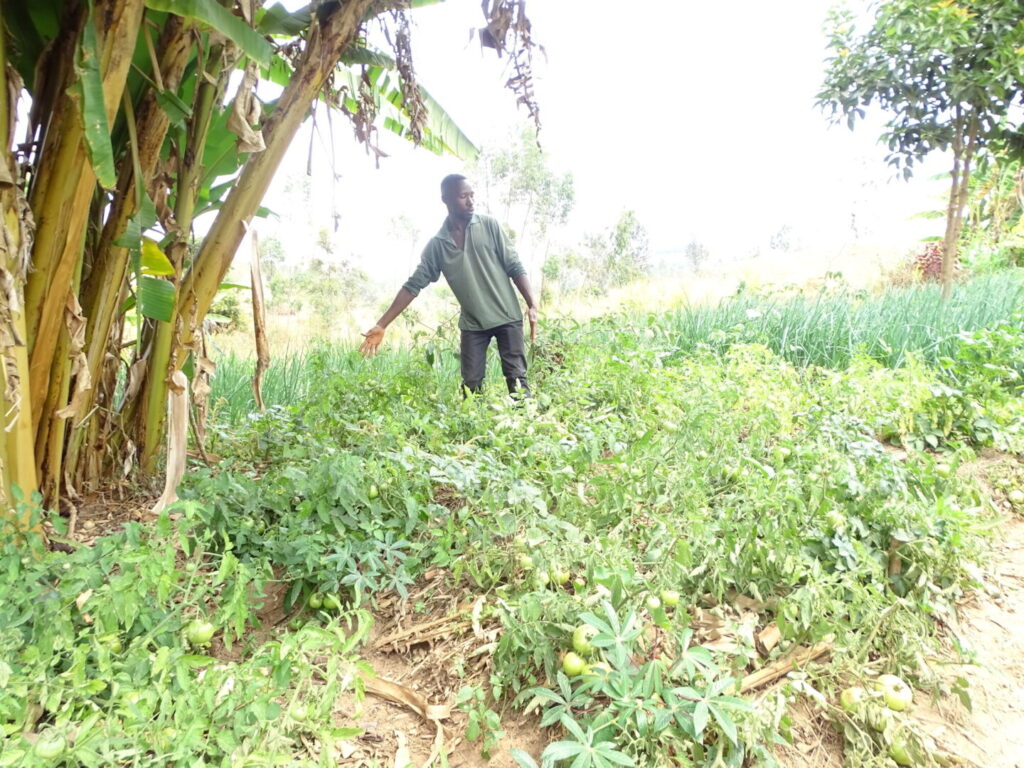Vyizigiro and his farm