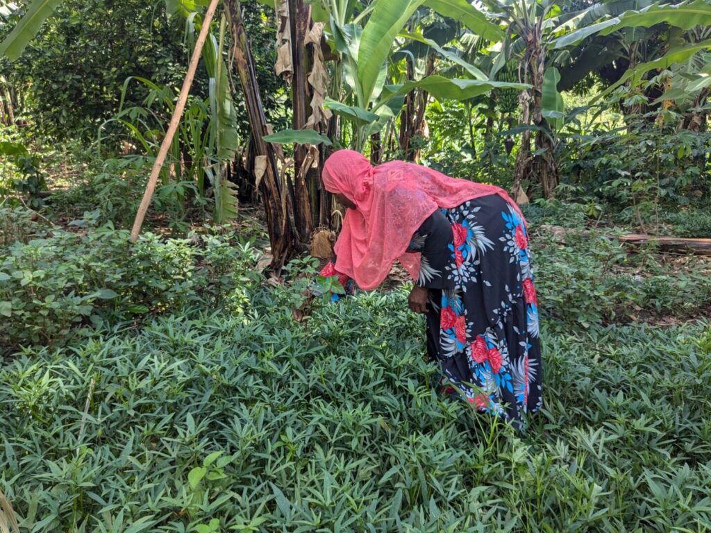 Shamsa working in her garden